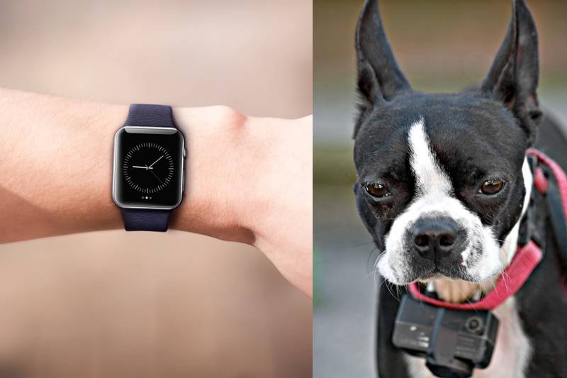 Teach your dog tricks with these Apple Watch apps